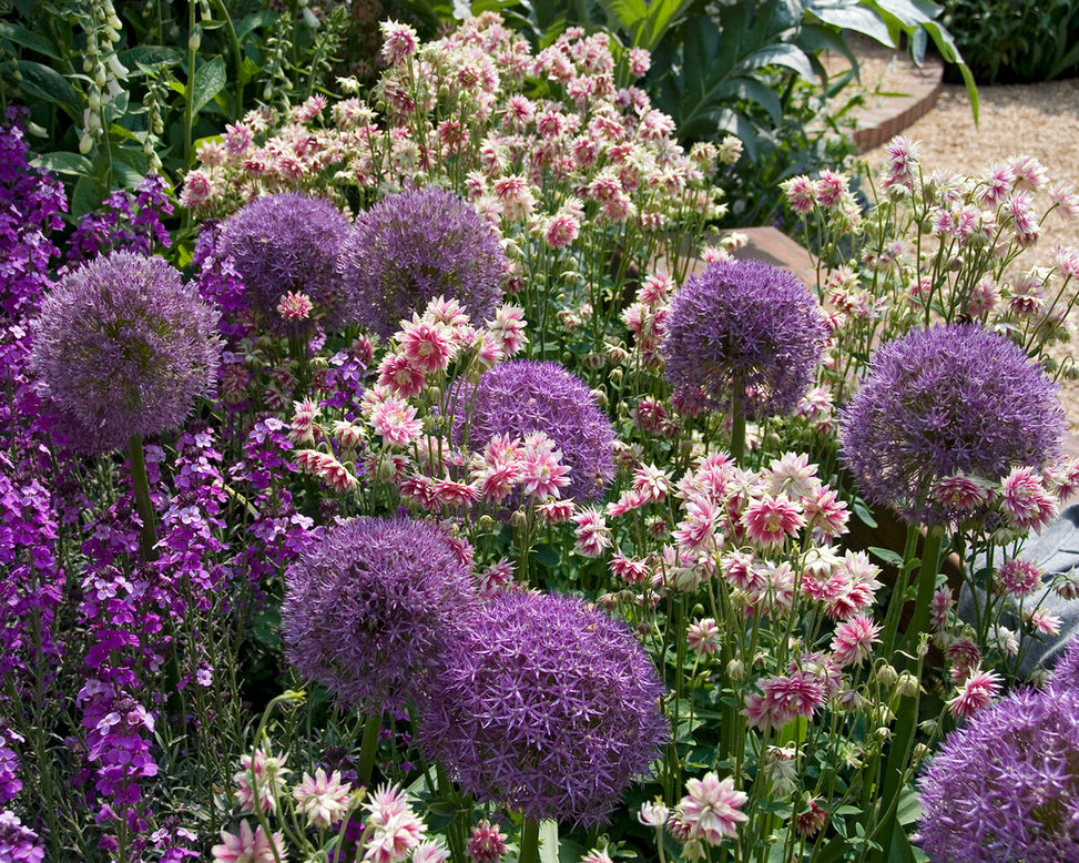 Aquilegia 'Nora Barlow'