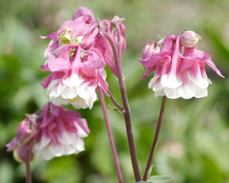 Aquilegia 'Pink Petticoat' Aquilegia 'Pink Petticoat'