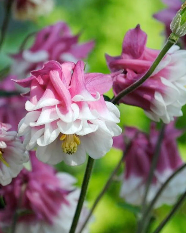 Aquilegia 'Pink Petticoat'