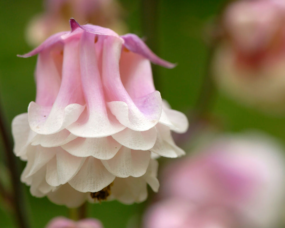 Aquilegia 'Pink Petticoat'