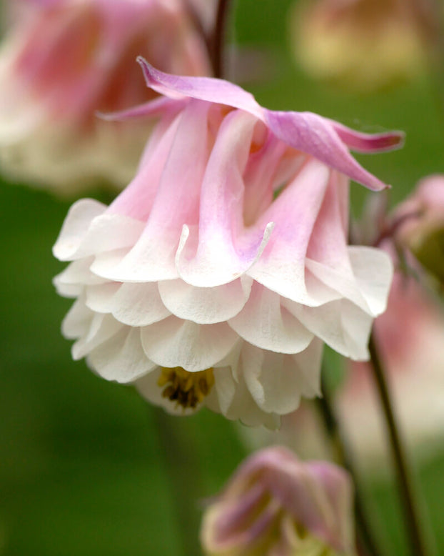 Aquilegia 'Pink Petticoat'