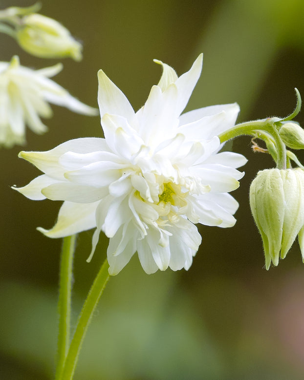 Aquilegia 'White Barlow'