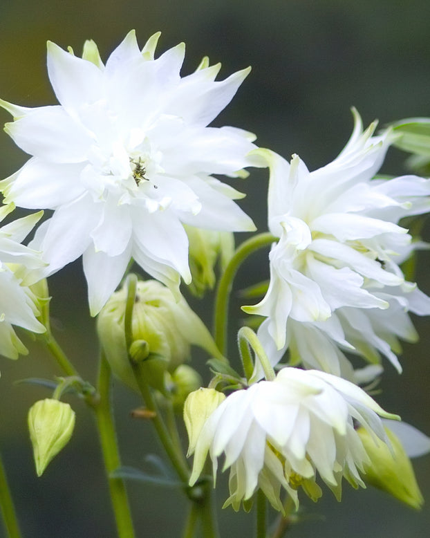Aquilegia 'White Barlow'