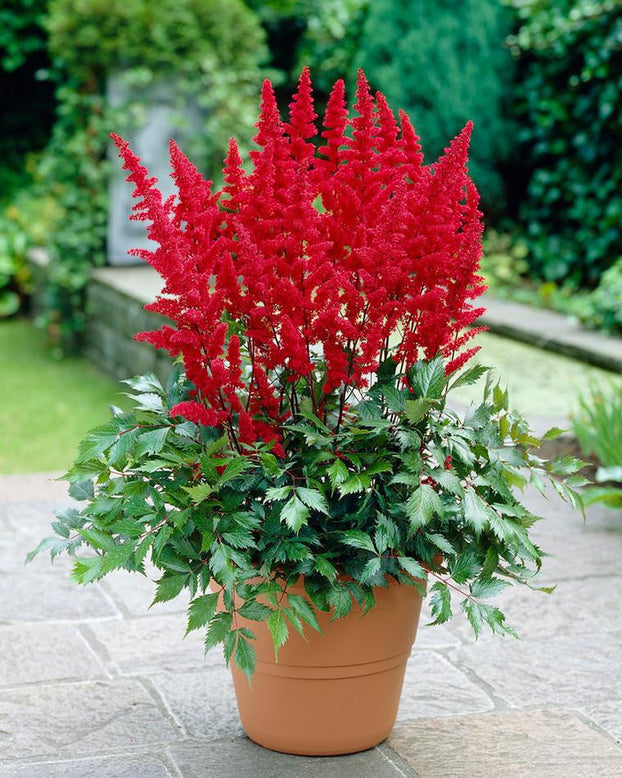 Astilbe 'Fanal'