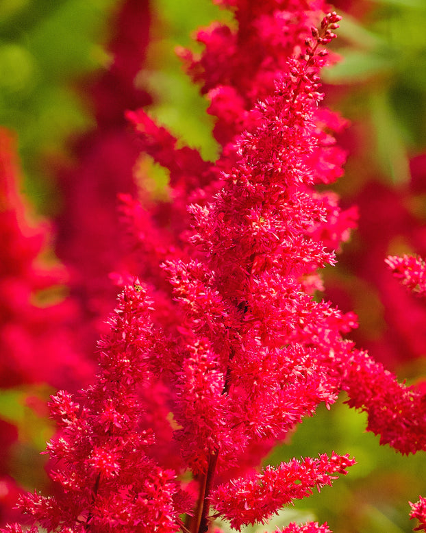 Astilbe 'Fanal'