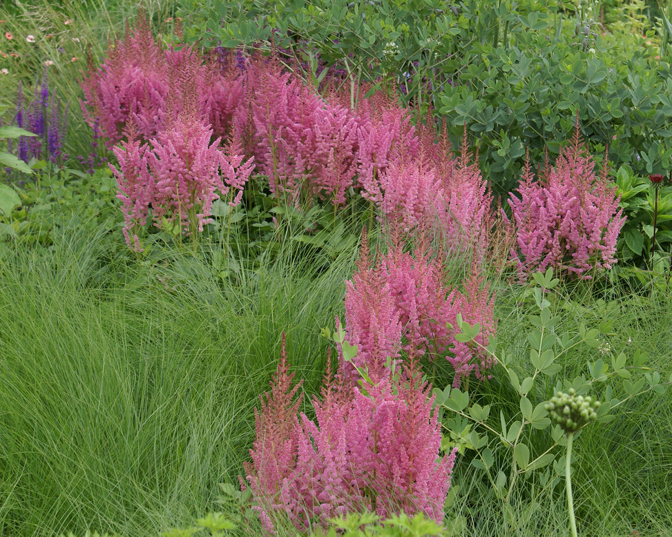 Astilbe 'Vision in Pink'