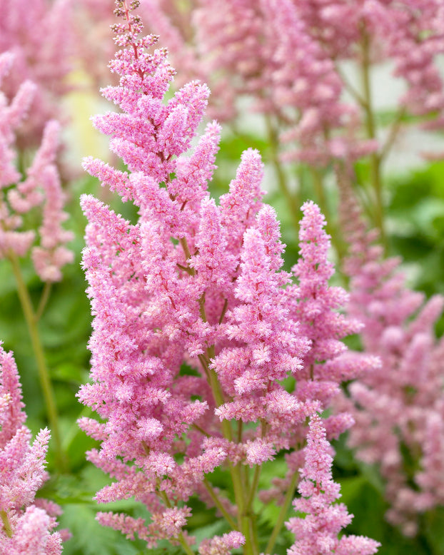 Astilbe 'Vision in Pink'