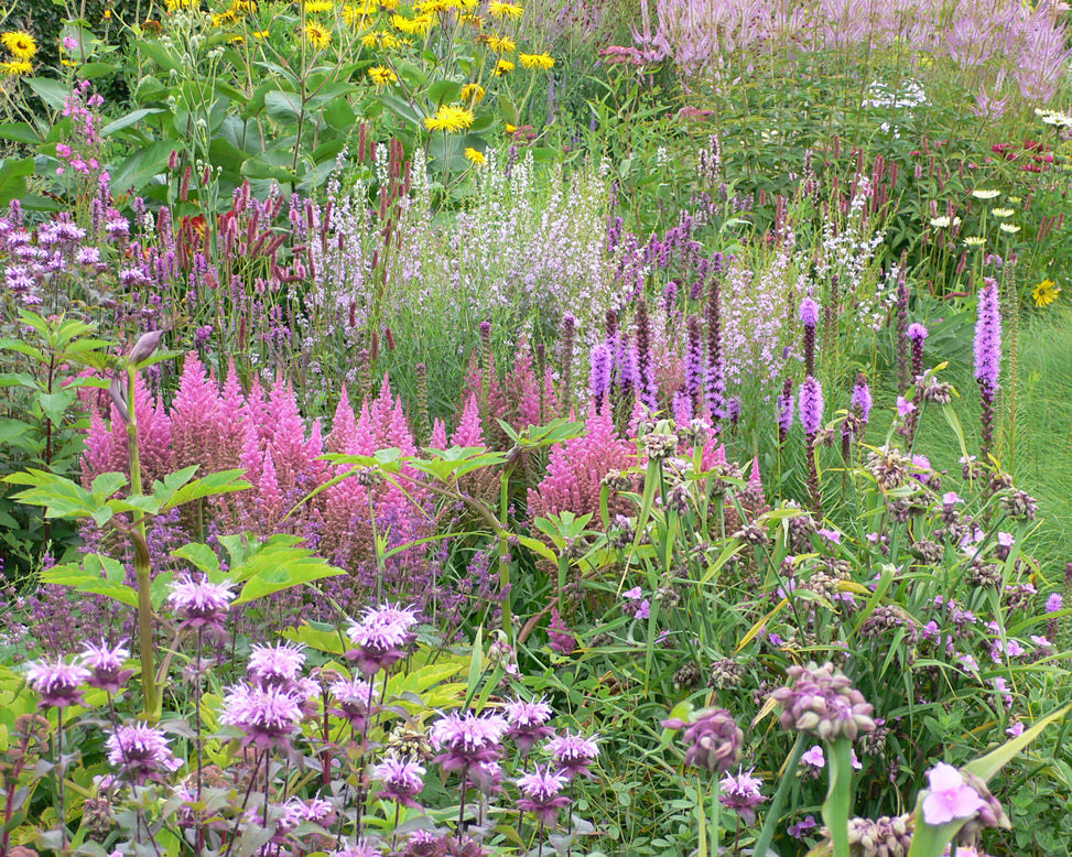 Astilbe 'Vision in Pink'