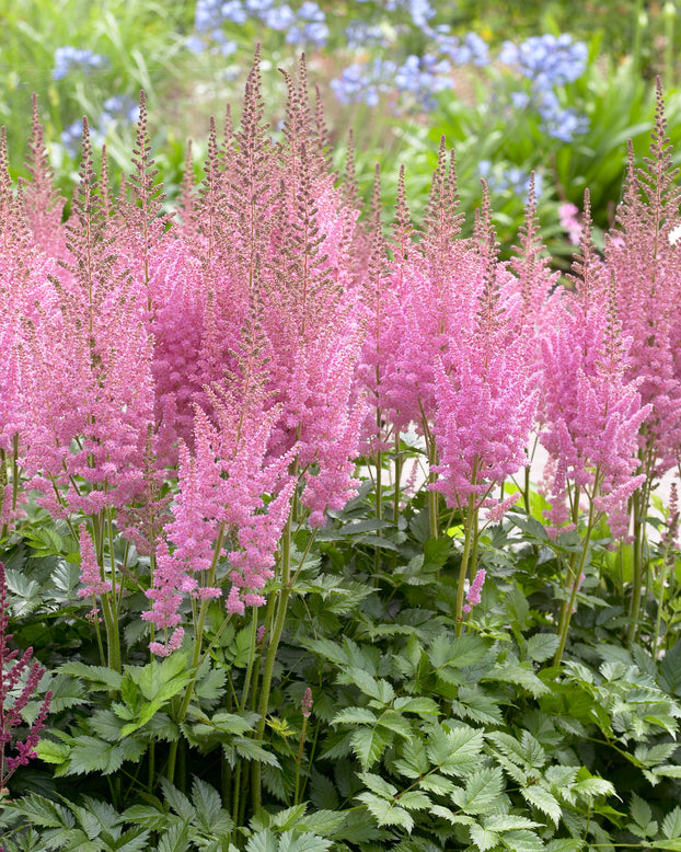 Astilbe 'Vision in Pink'
