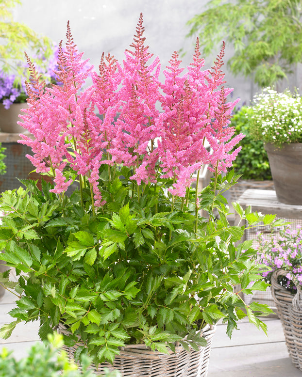 Astilbe 'Vision in Pink'