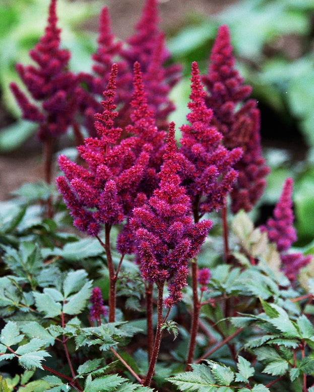 Astilbe 'Vision in Red'