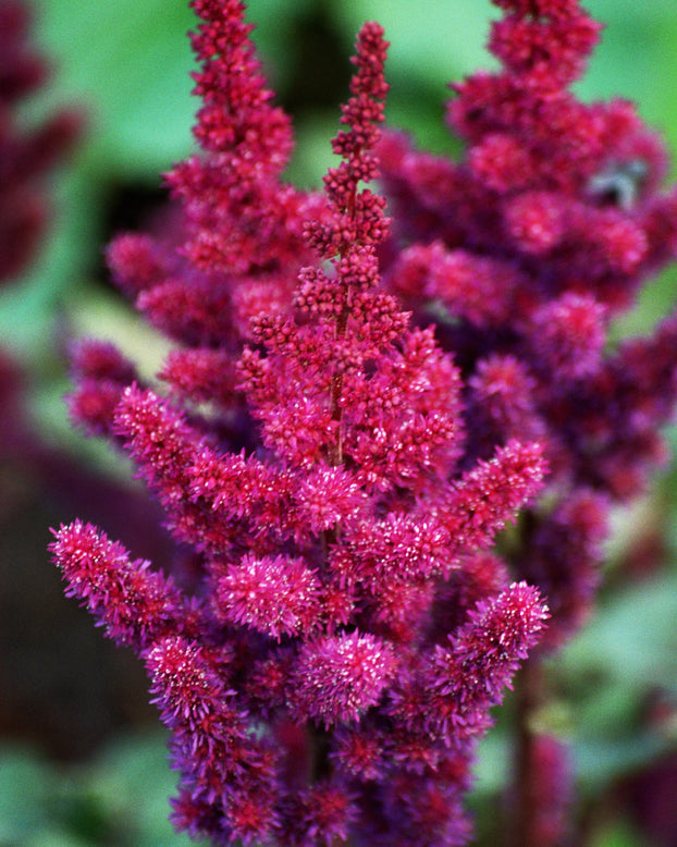 Astilbe 'Vision in Red'