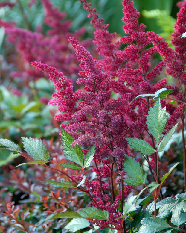 Astilbe 'Vision in Red'