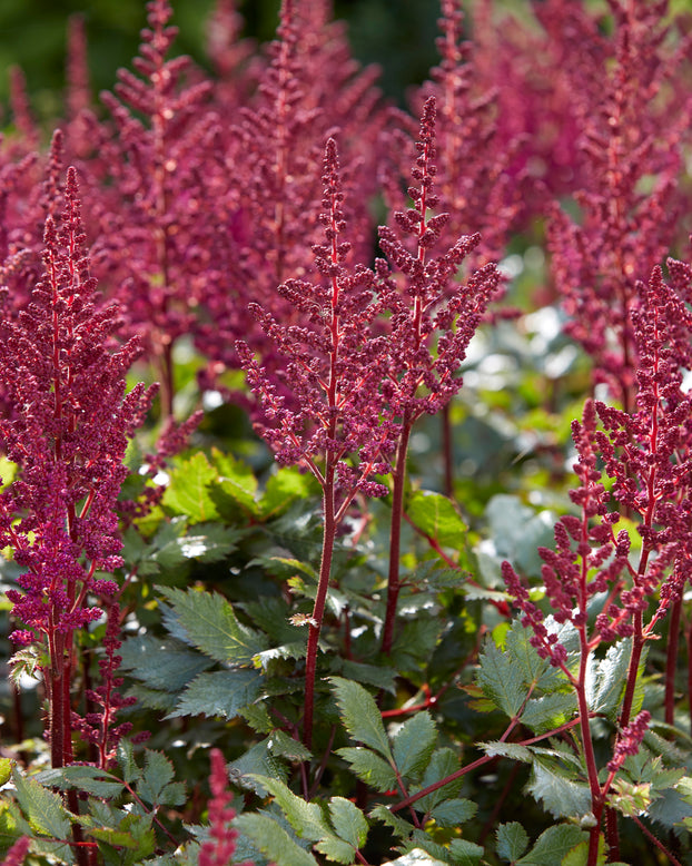 Astilbe 'Vision in Red'