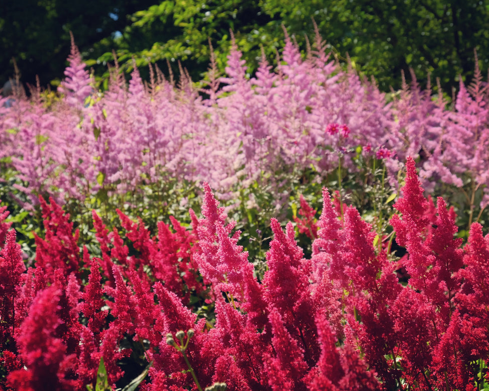 Astilbe 'Vision Volcano'