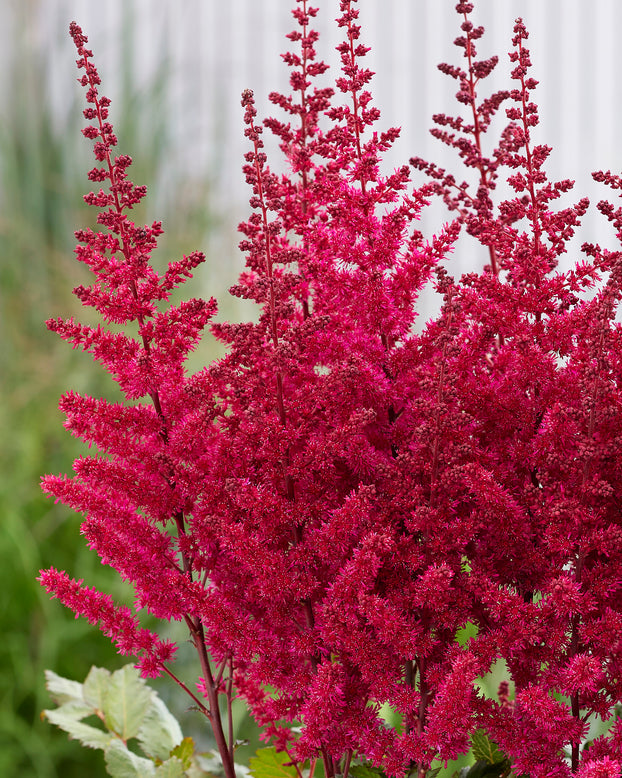 Astilbe 'Vision Volcano'