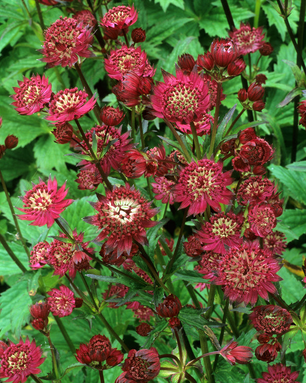 Astrantia 'Claret'
