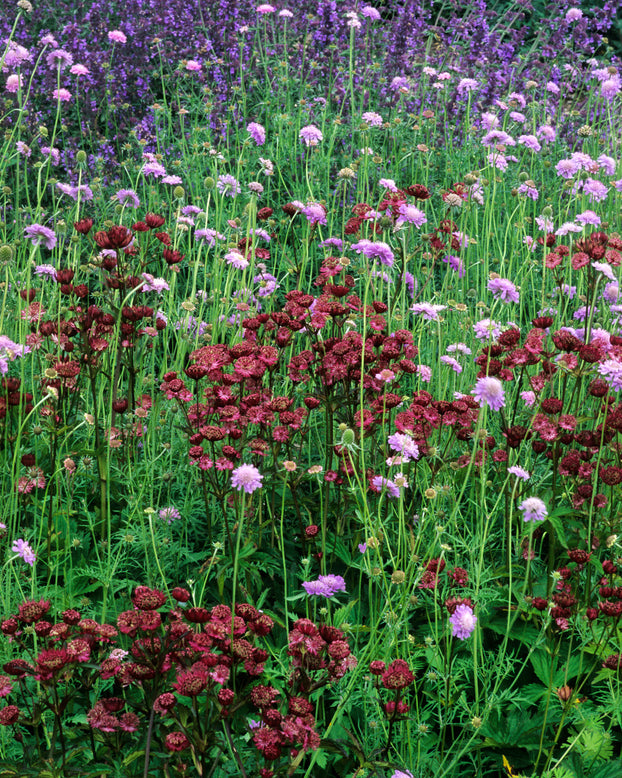 Astrantia 'Claret'