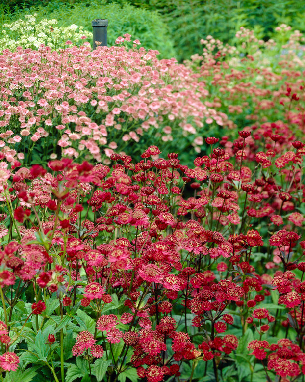 Astrantia 'Claret'