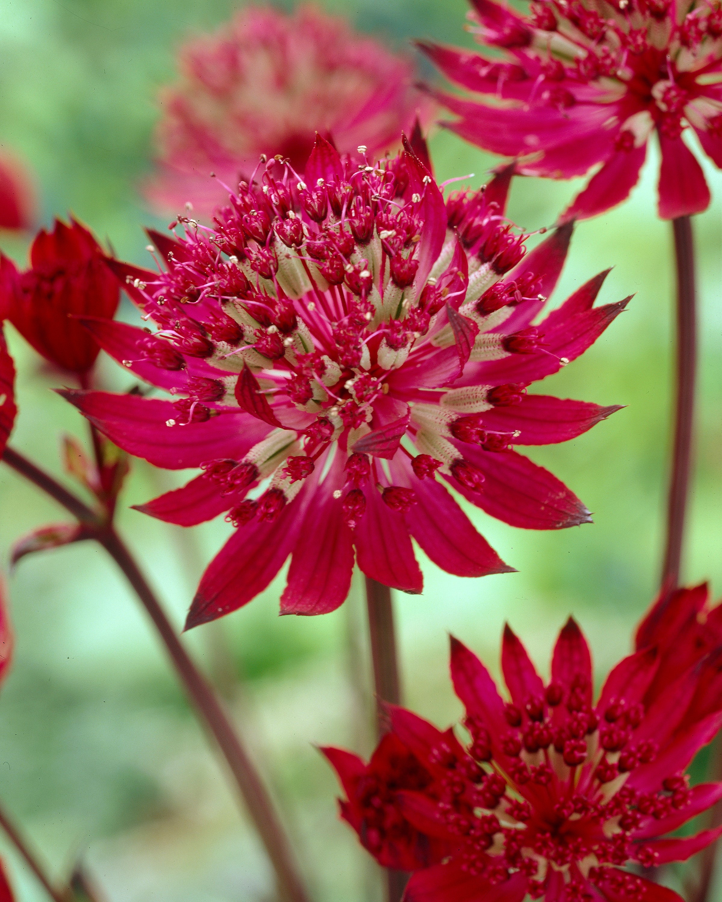 Astrantia major Claret bare roots Buy maroon Masterwort