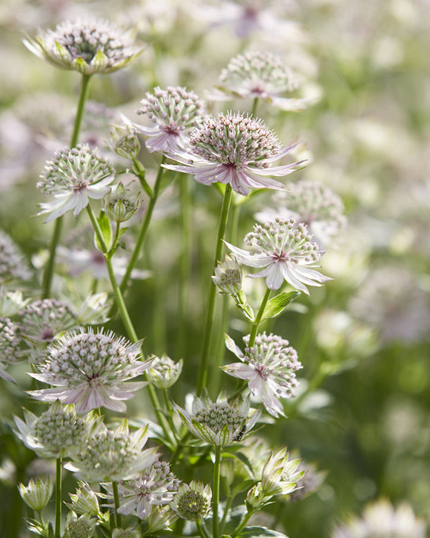 Astrantia 'Florence'