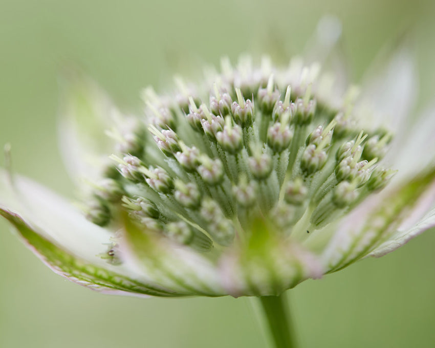 Astrantia 'Florence'