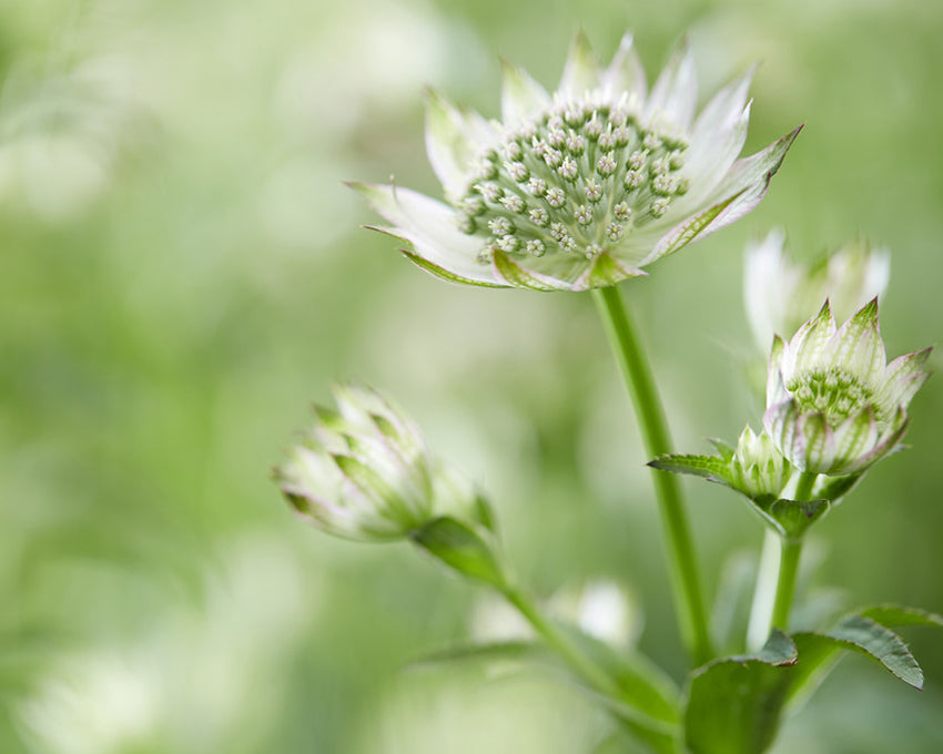 Astrantia 'Florence'