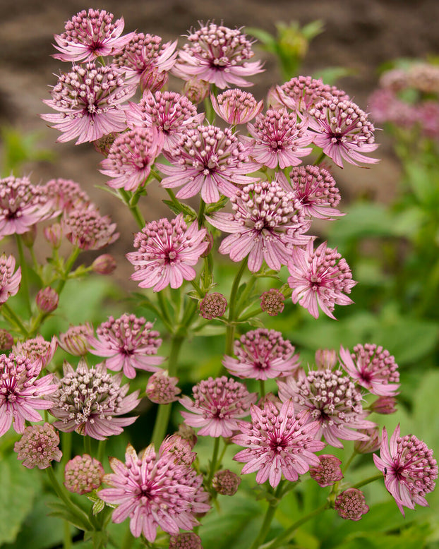 Astrantia 'Pink Pride'