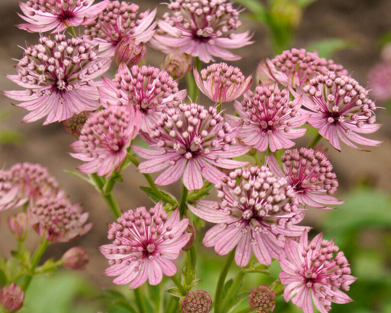 Astrantia 'Pink Pride'