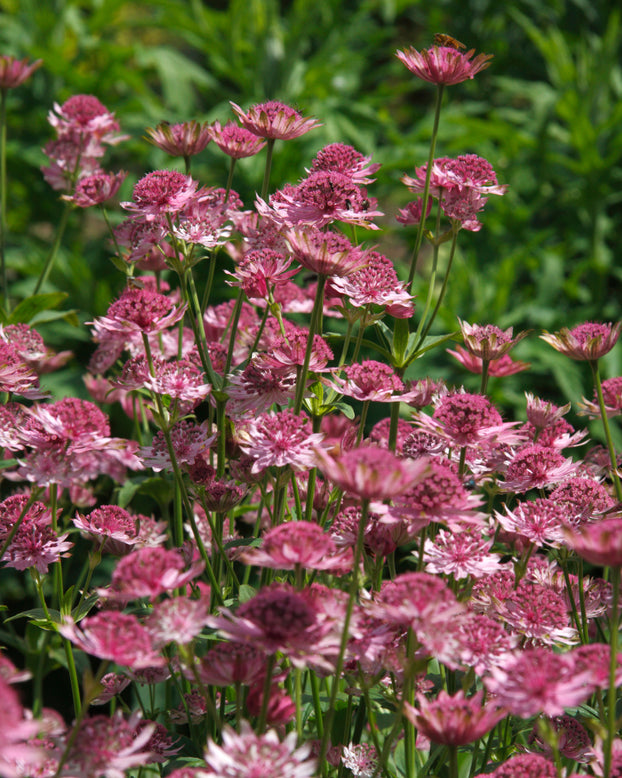 Astrantia 'Pink Pride'