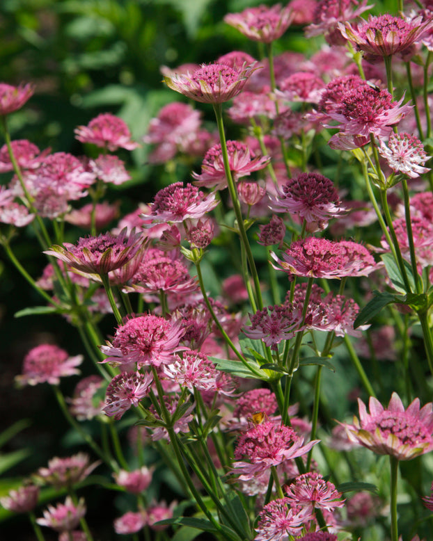 Astrantia 'Pink Pride'