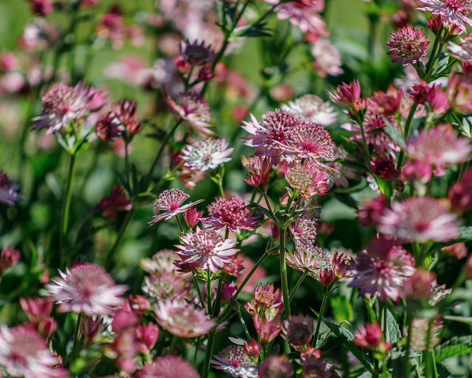 Astrantia 'Roma'
