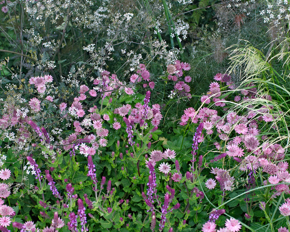Astrantia 'Roma'