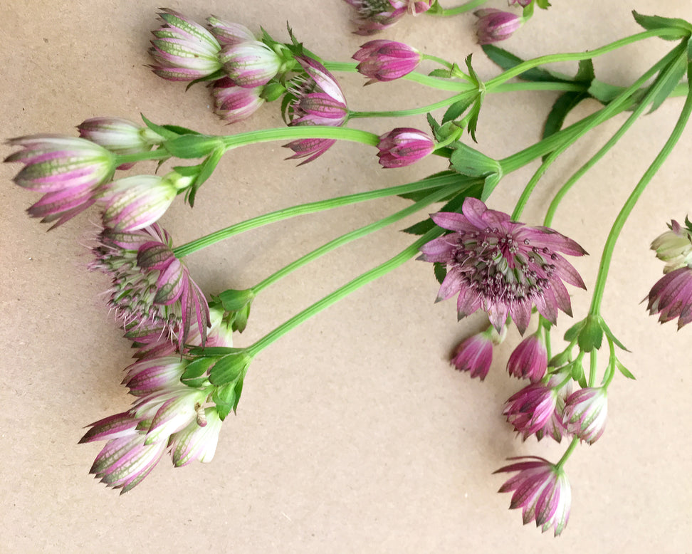 Astrantia 'Roma'