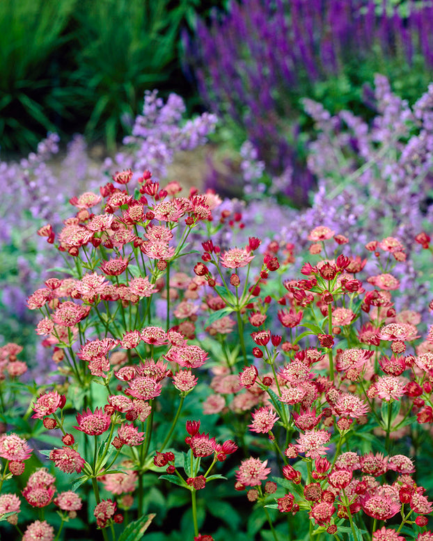Astrantia 'Rubra'