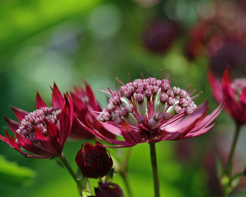Astrantia 'Rubra'