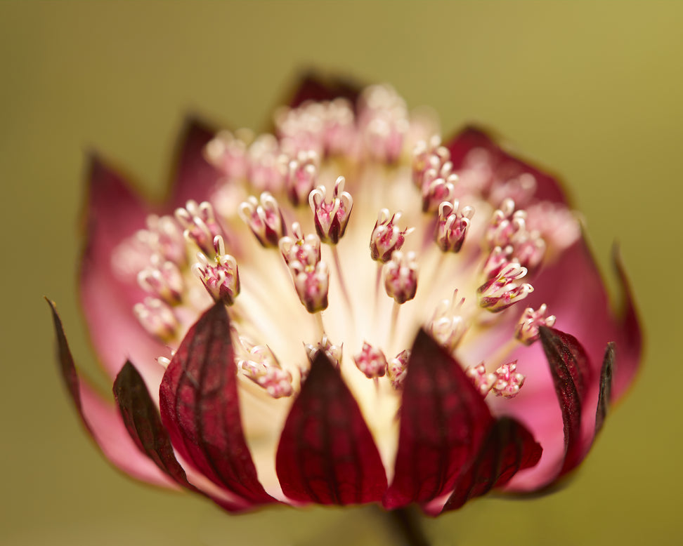 Astrantia 'Rubra'