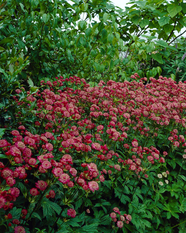 Astrantia 'Rubra'