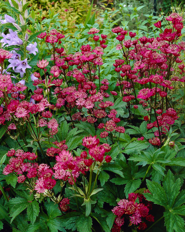 Astrantia 'Rubra'