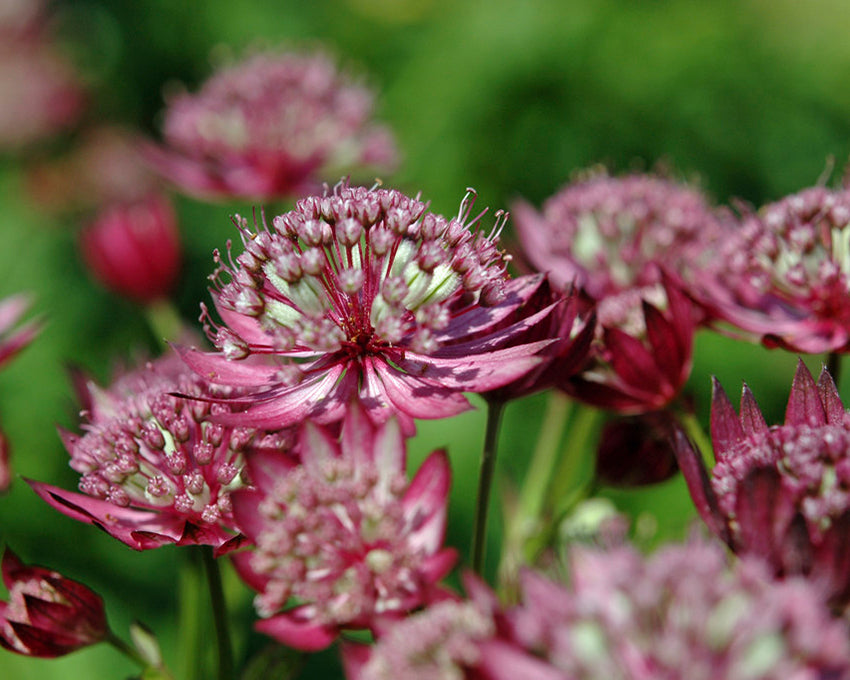 Astrantia 'Rubra'