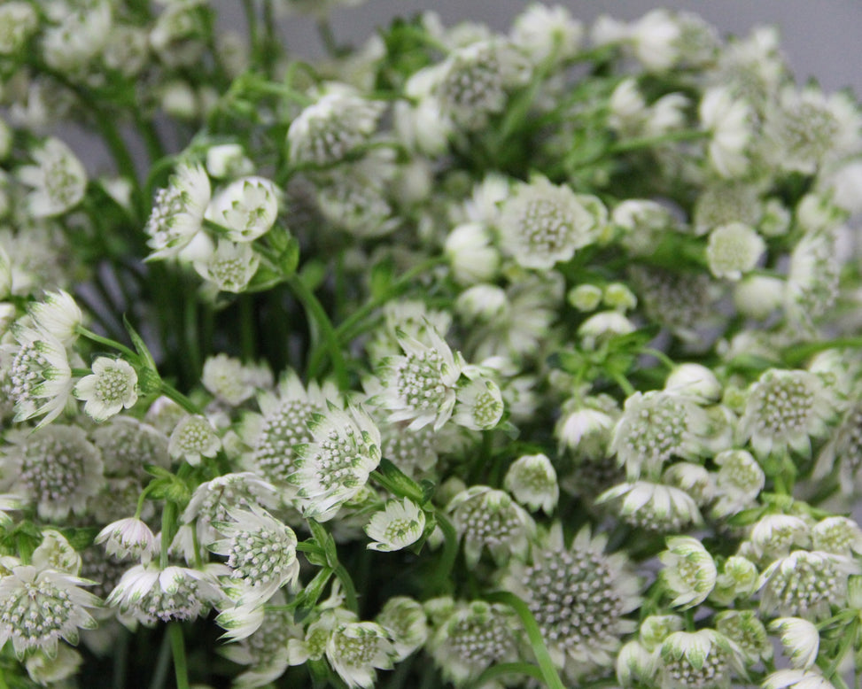 Astrantia 'Snow Star'
