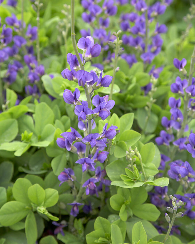 Baptisia australis