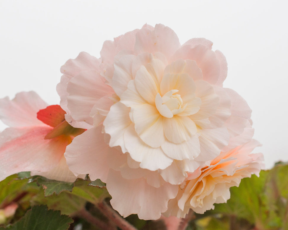 Begonia odorata 'Angelique'