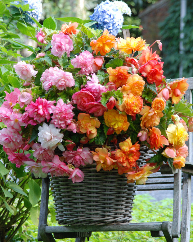 Begonia 'Balcony Mixed'