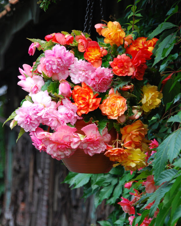 Begonia 'Balcony Mixed'