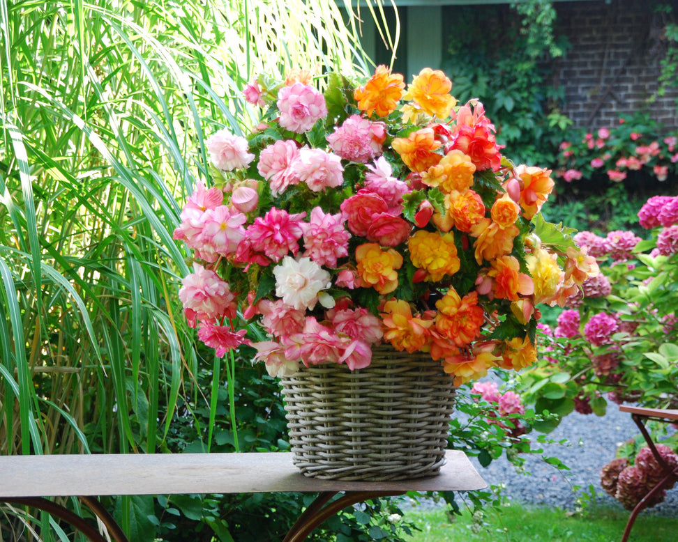 Begonia 'Balcony Mixed'
