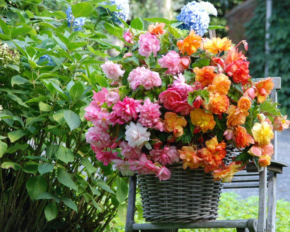 Begonia 'Balcony Mixed'