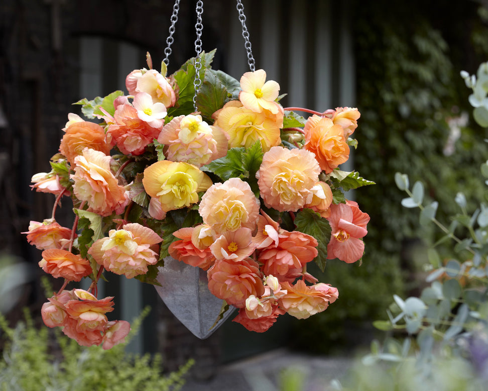 Begonia 'Splendide Ballerina'