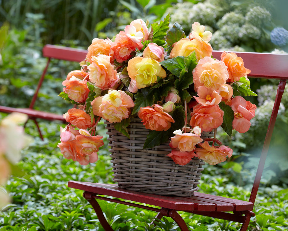 Begonia 'Splendide Ballerina'