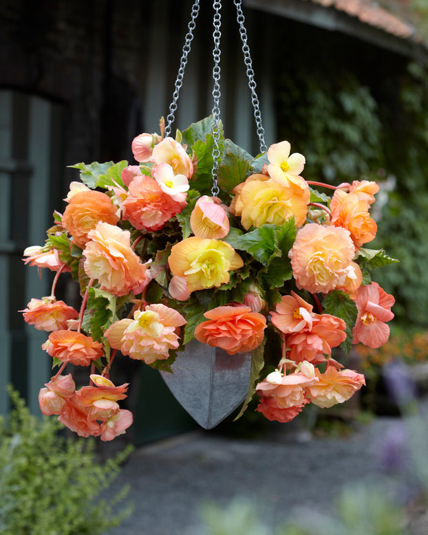 Begonia 'Splendide Ballerina'
